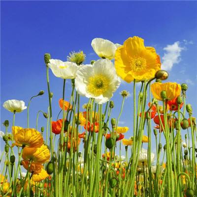 直播预告：春暖花开季 专家解析过敏性鼻炎的科学防治